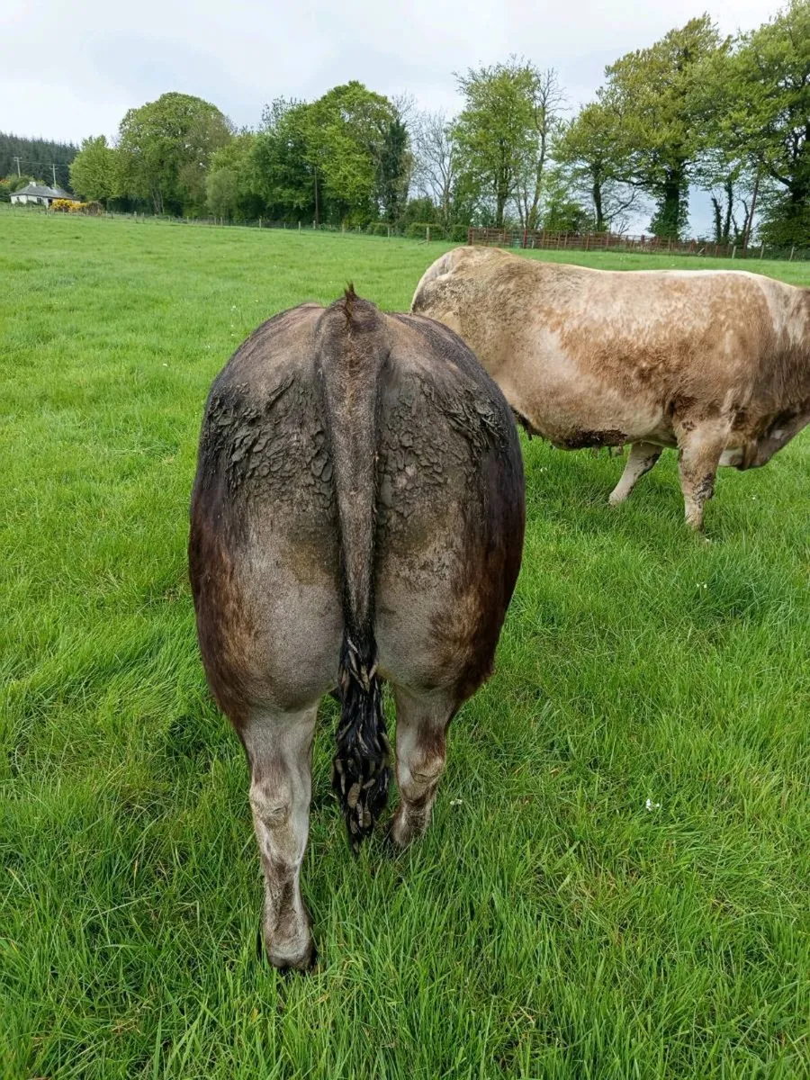 Aubrac Bull - Image 4