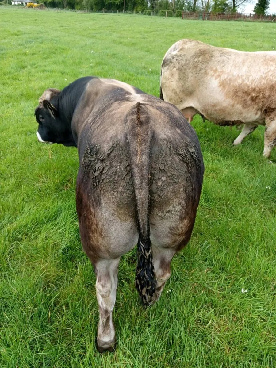 Aubrac Bull - Image 3