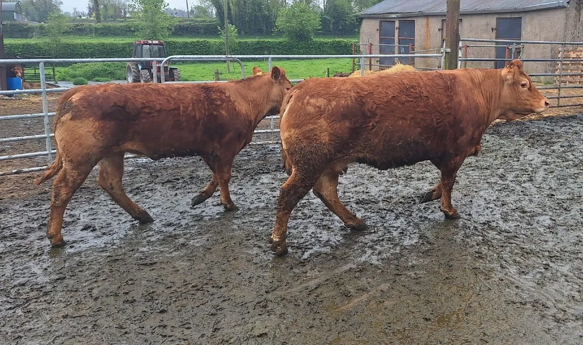 Beef - Image 2