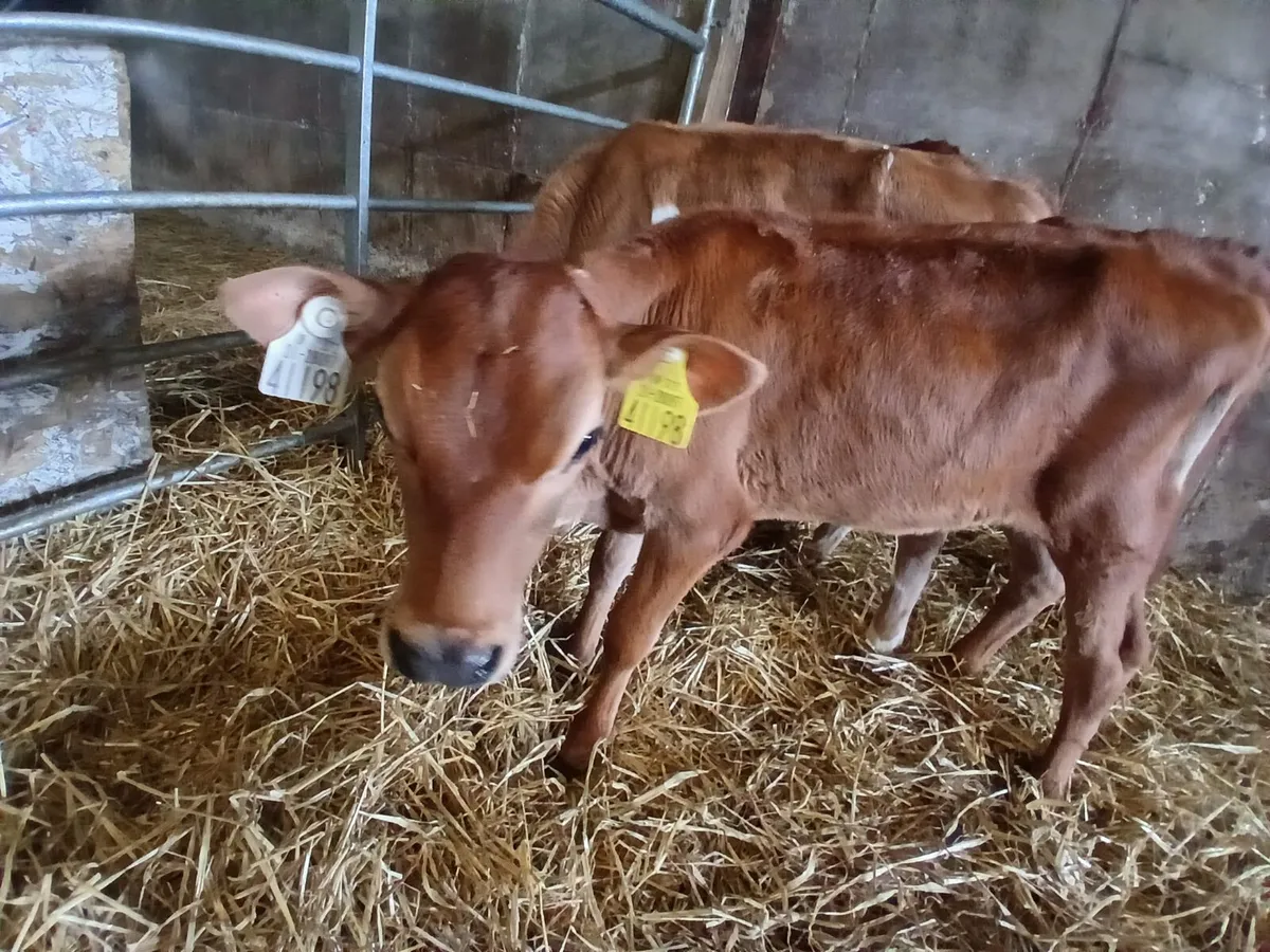 Jex heifer calves - Image 1