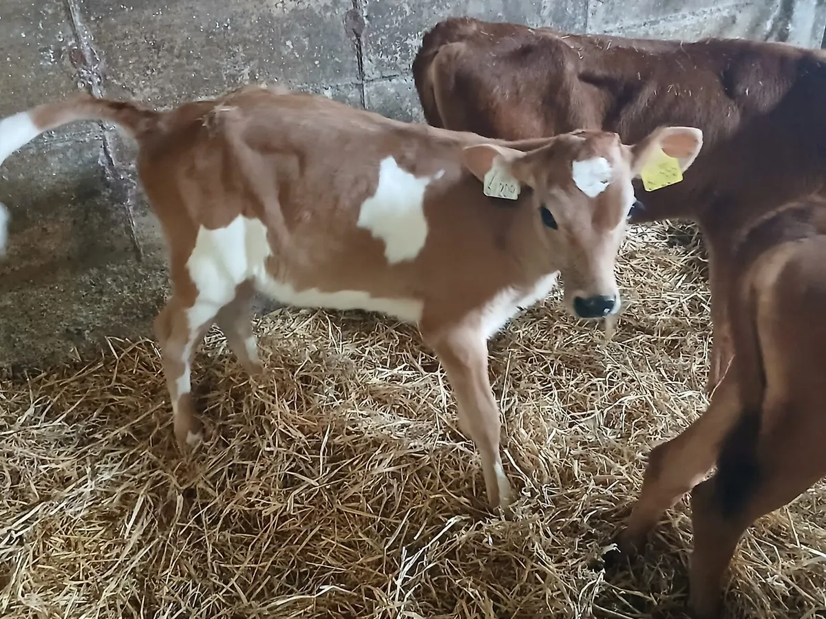Jex heifer calves - Image 3