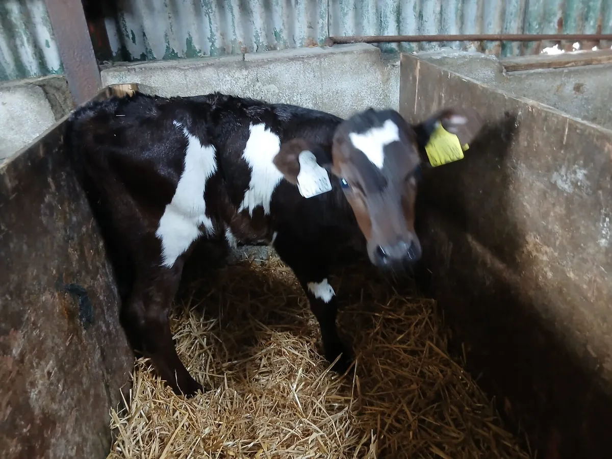 Jex heifer calves - Image 4