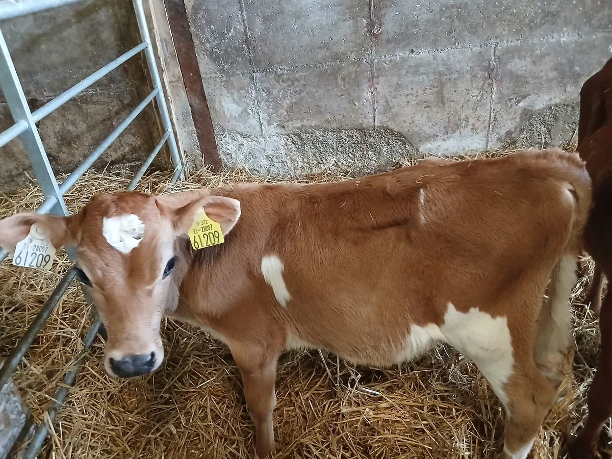 Jex heifer calves - Image 2