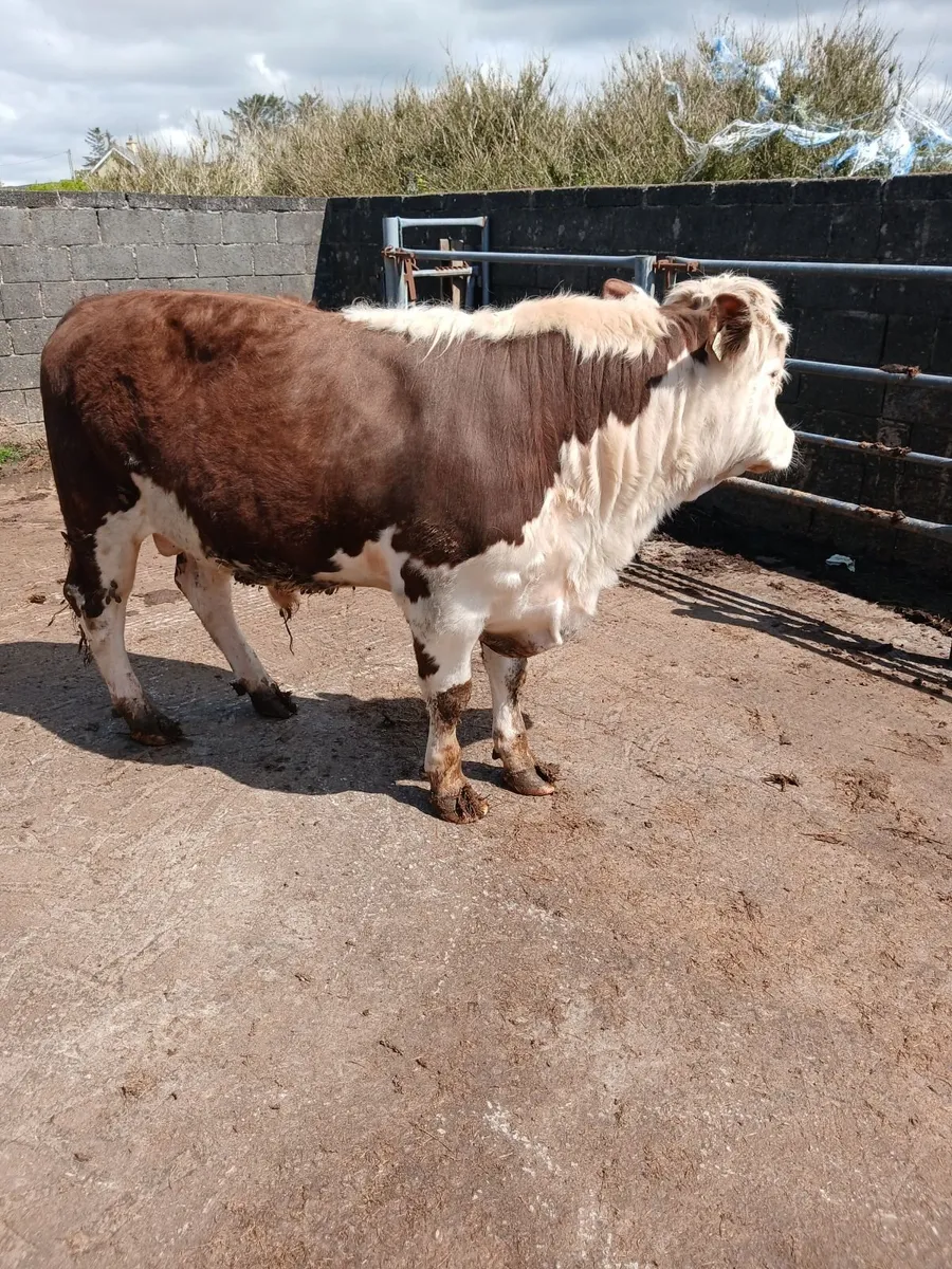 Hereford - Image 1