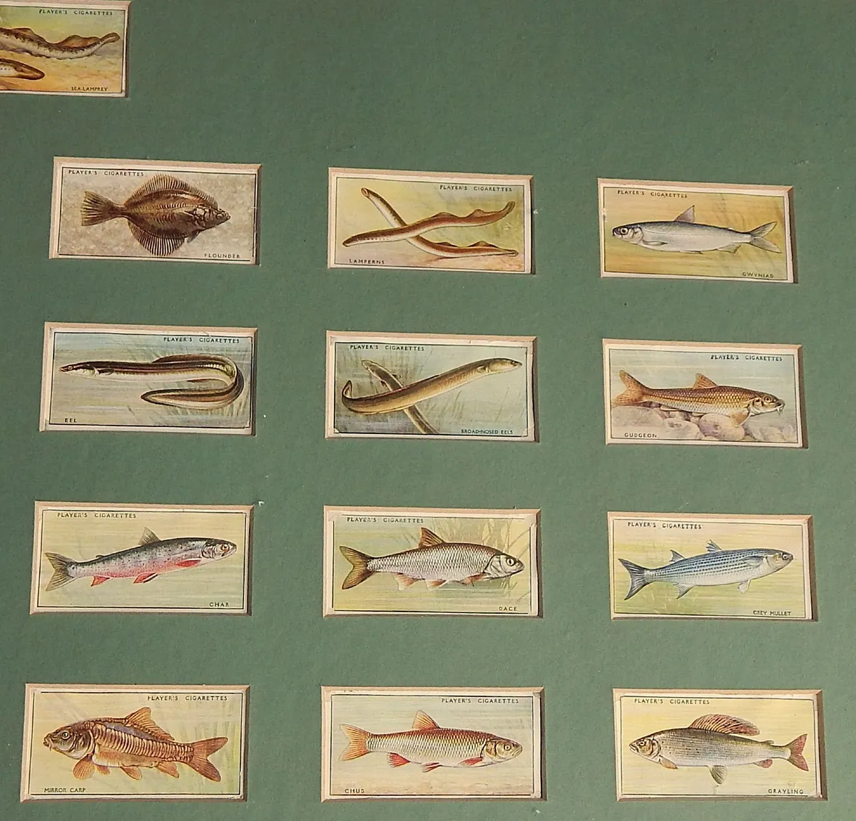 Vintage Collection Freshwater Fish Cigarette Cards - Image 4