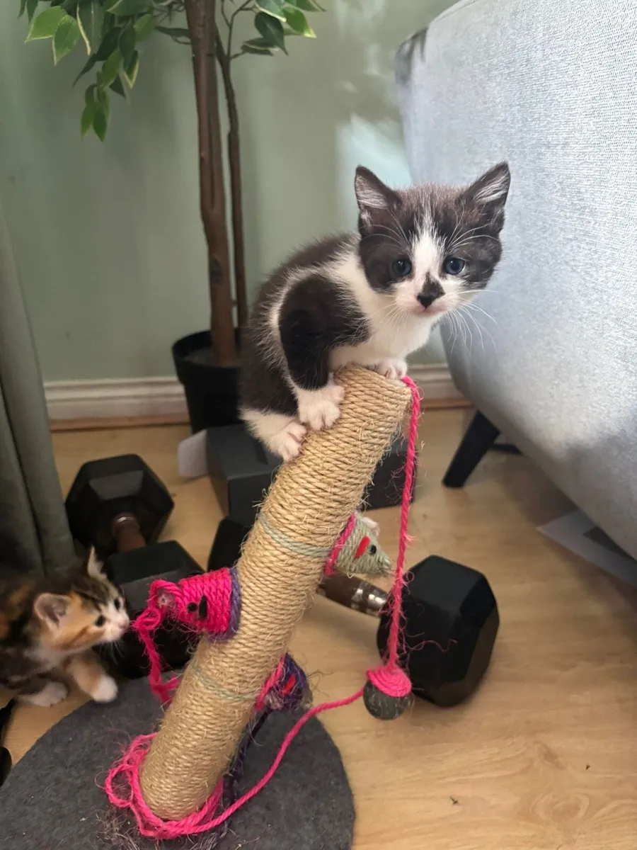 Kittens for Sale - Image 1