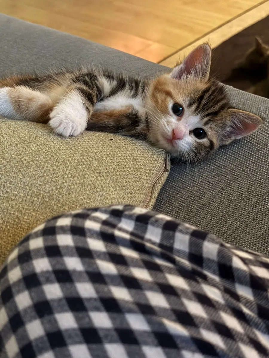 Kittens for Sale - Image 2