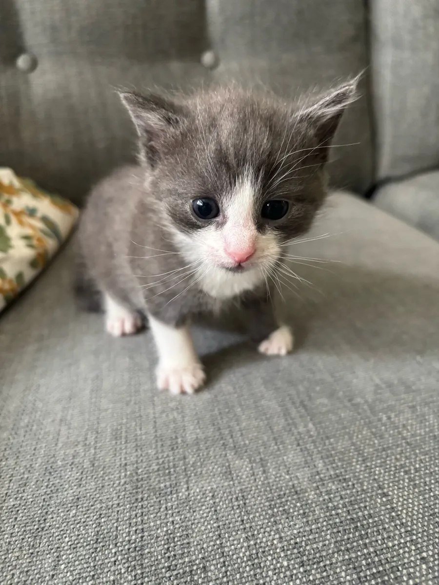 Kittens for Sale - Image 3
