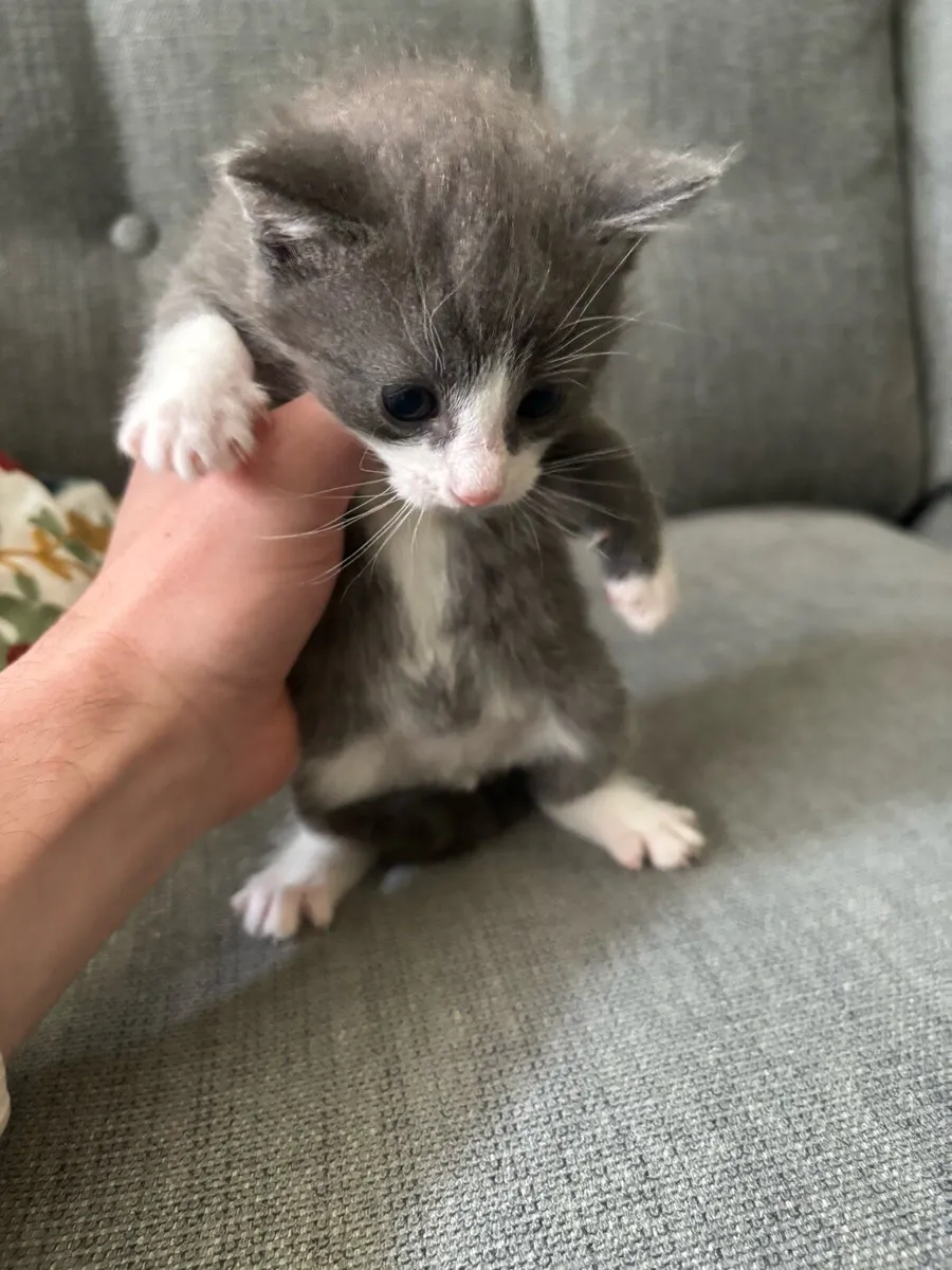 Kittens for Sale - Image 4