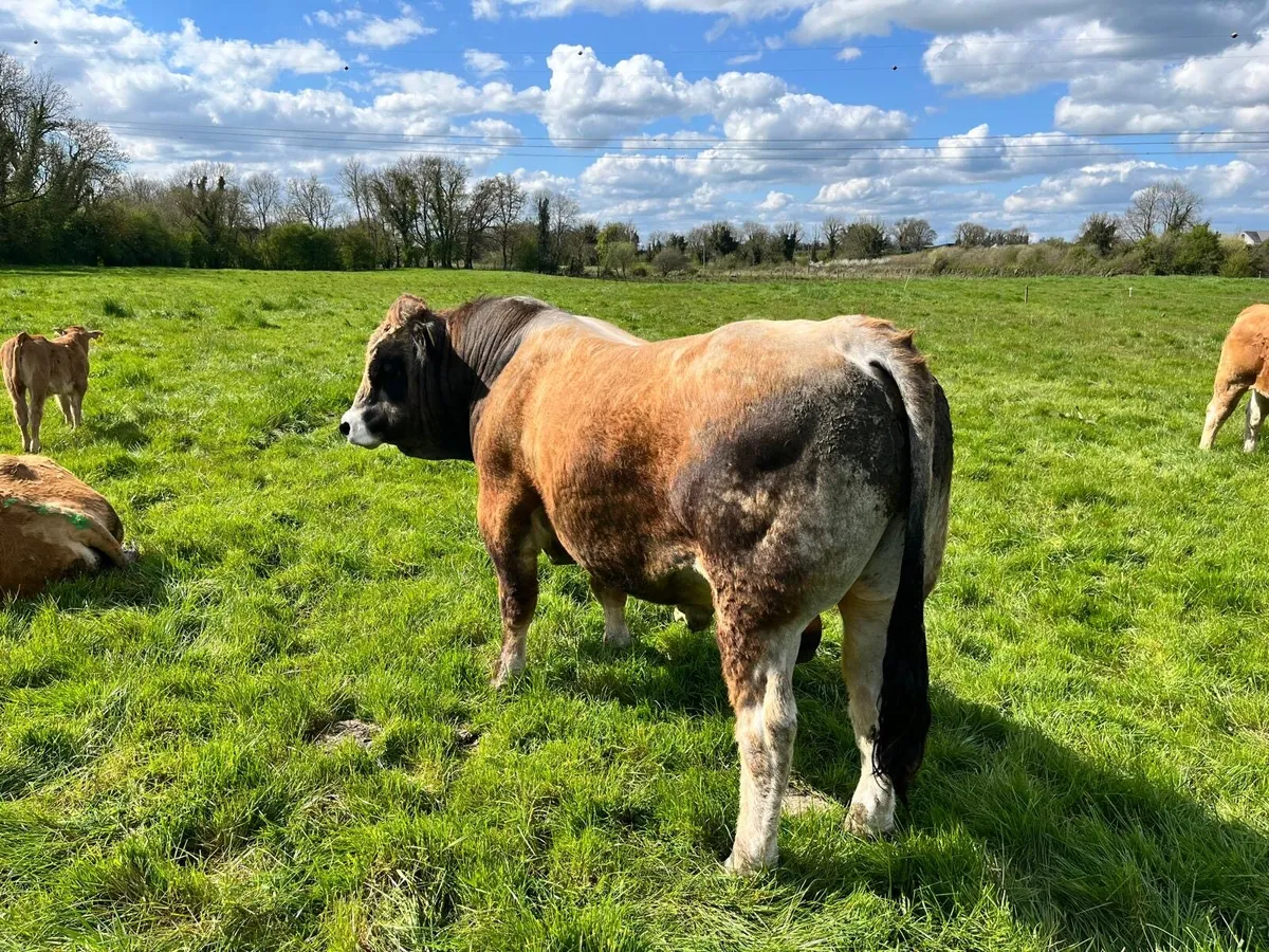 Aubrac Bull - Image 3