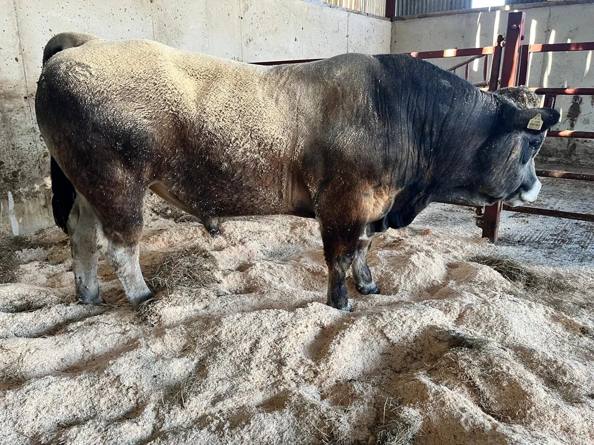Aubrac Bull - Image 4