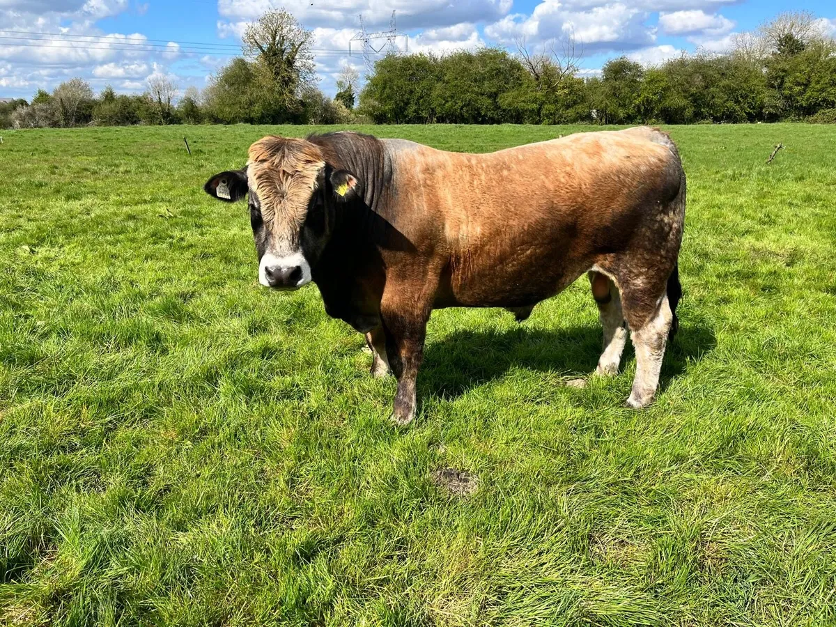 Aubrac Bull - Image 1