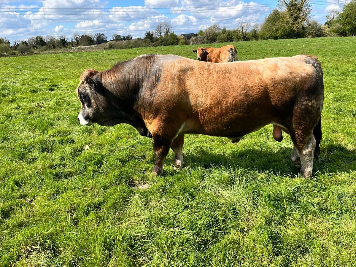 Aubrac Bull - Image 2