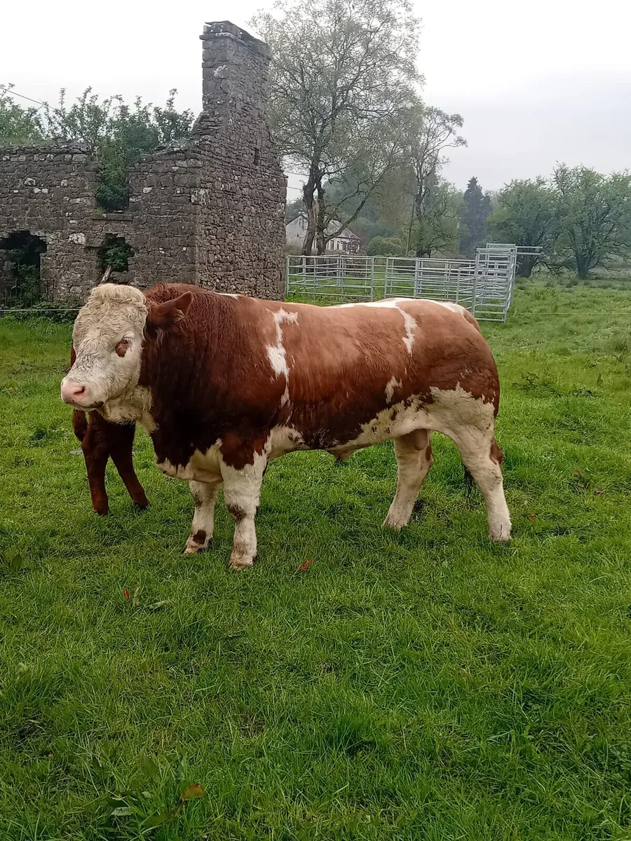 Saler heifers - Image 1