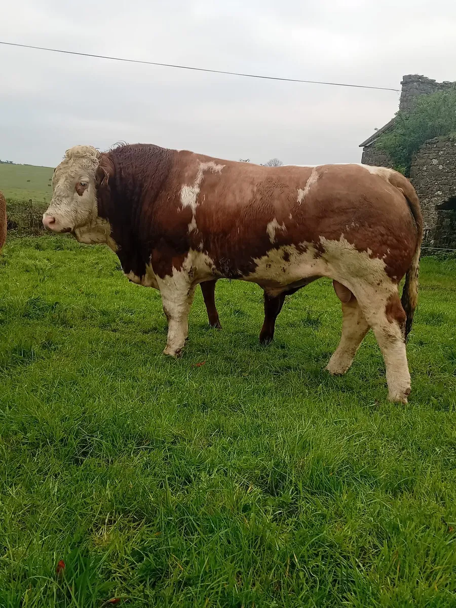Saler heifers - Image 2