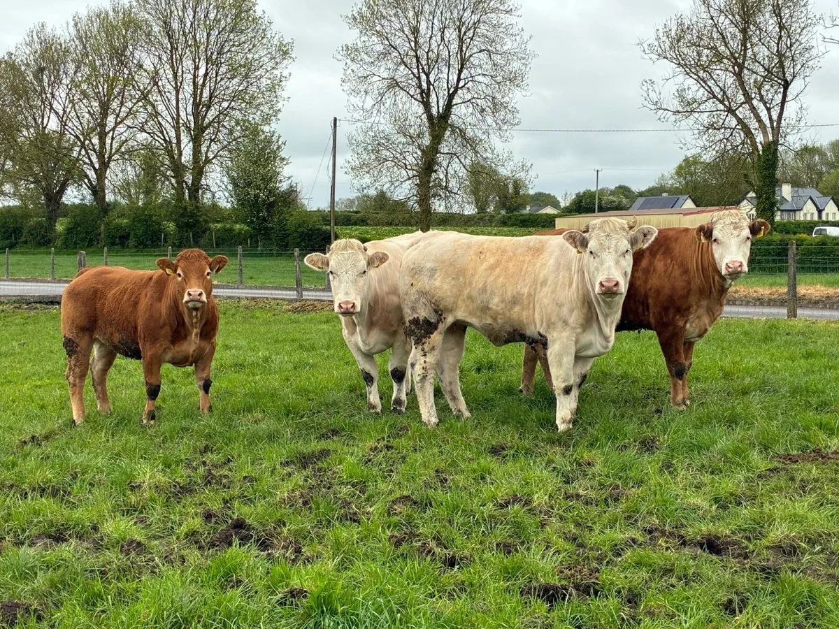Beef cattle - Image 3