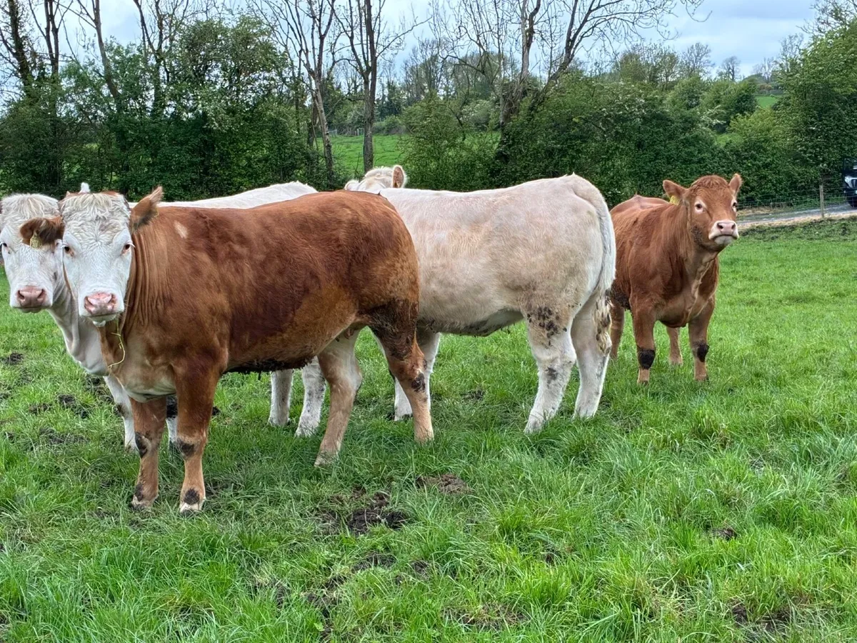 Beef cattle - Image 1