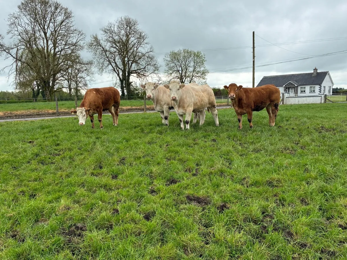 Beef cattle - Image 2