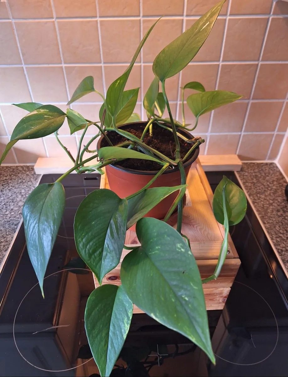 Large & Healthy Golden Pothos (Devils Ivy) - Image 2