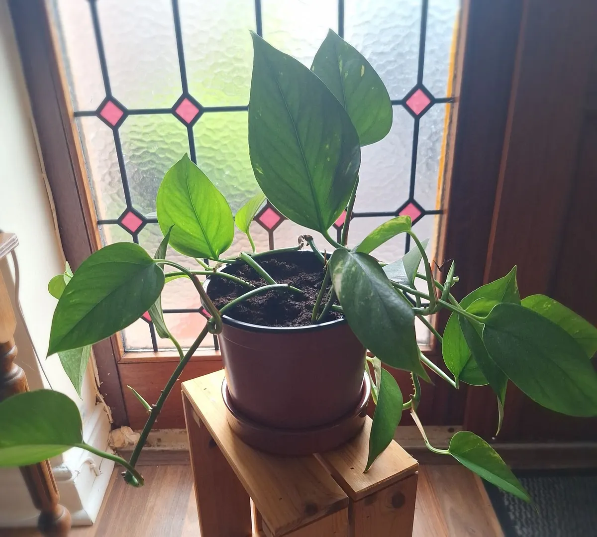 Large & Healthy Golden Pothos (Devils Ivy) - Image 4