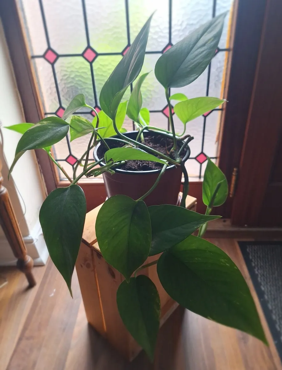 Large & Healthy Golden Pothos (Devils Ivy) - Image 3