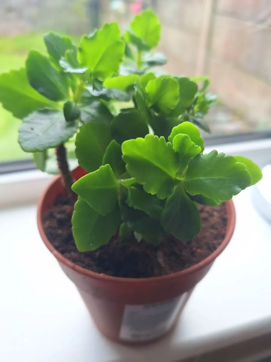 Yellow-Flowering Kalanchoe Plants - Image 2