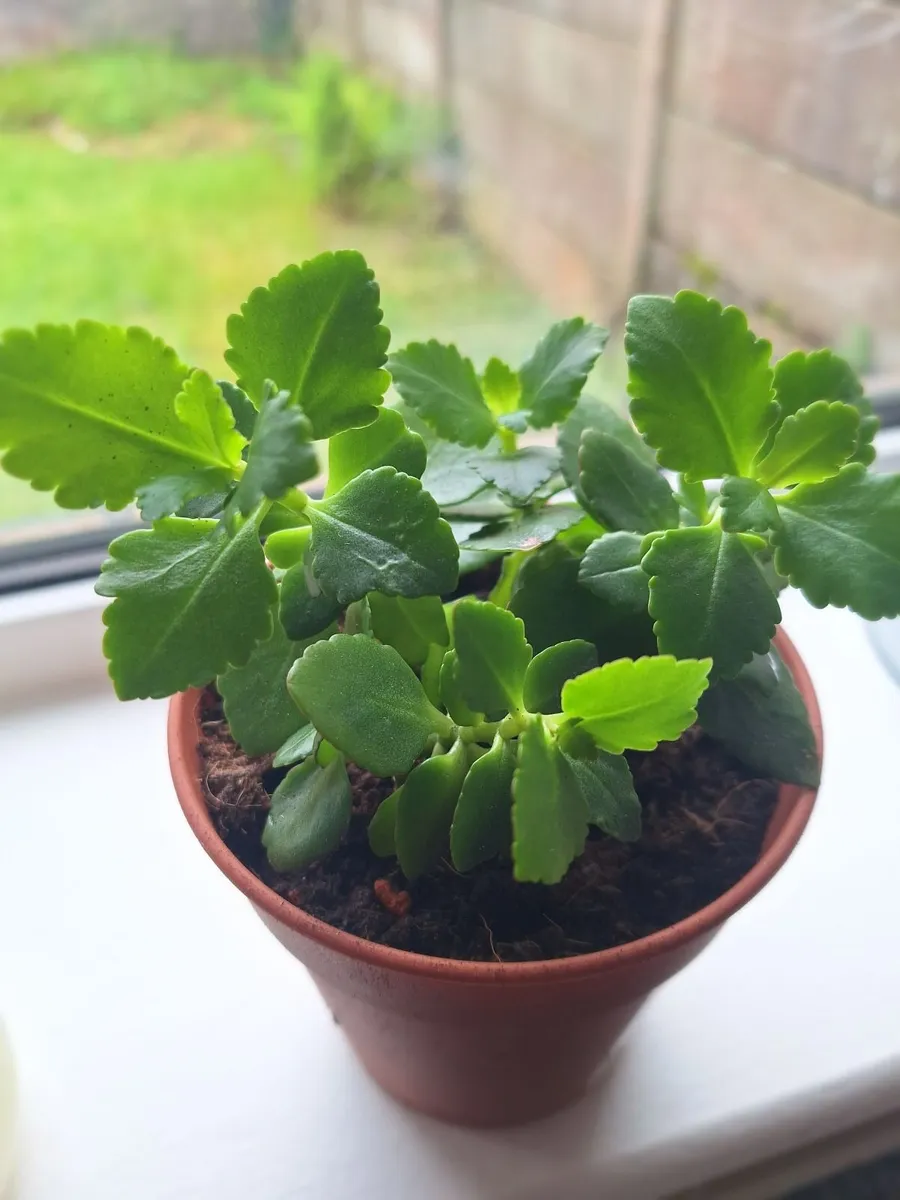 Yellow-Flowering Kalanchoe Plants - Image 3