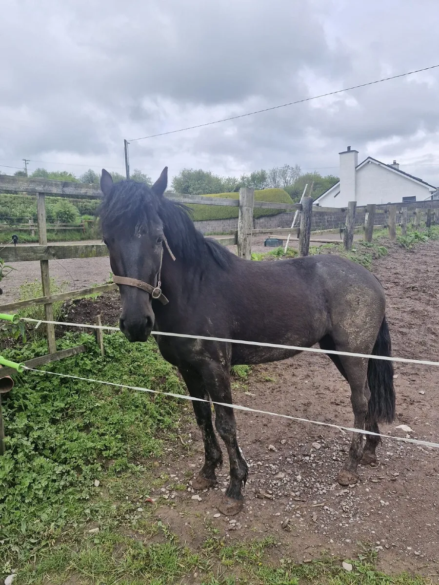 Stunning 3 yo Connemara Filly - Image 2