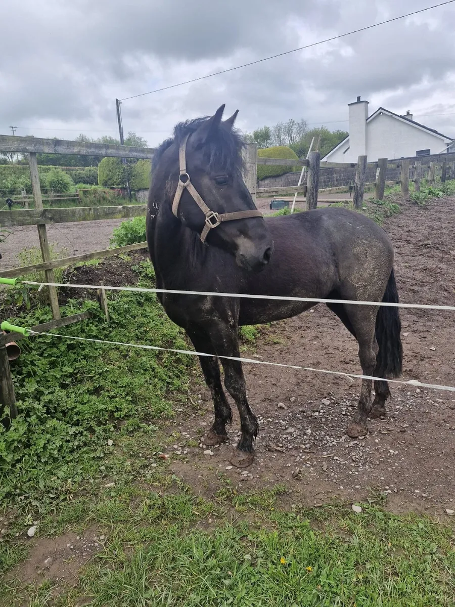 Stunning 3 yo Connemara Filly - Image 1
