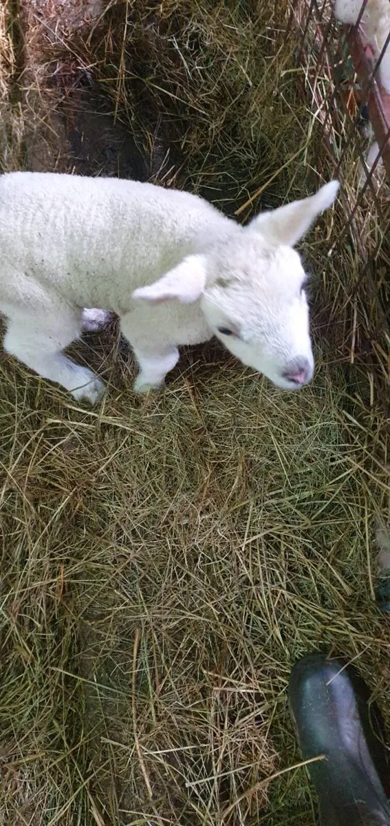 Pet lambs - Image 1
