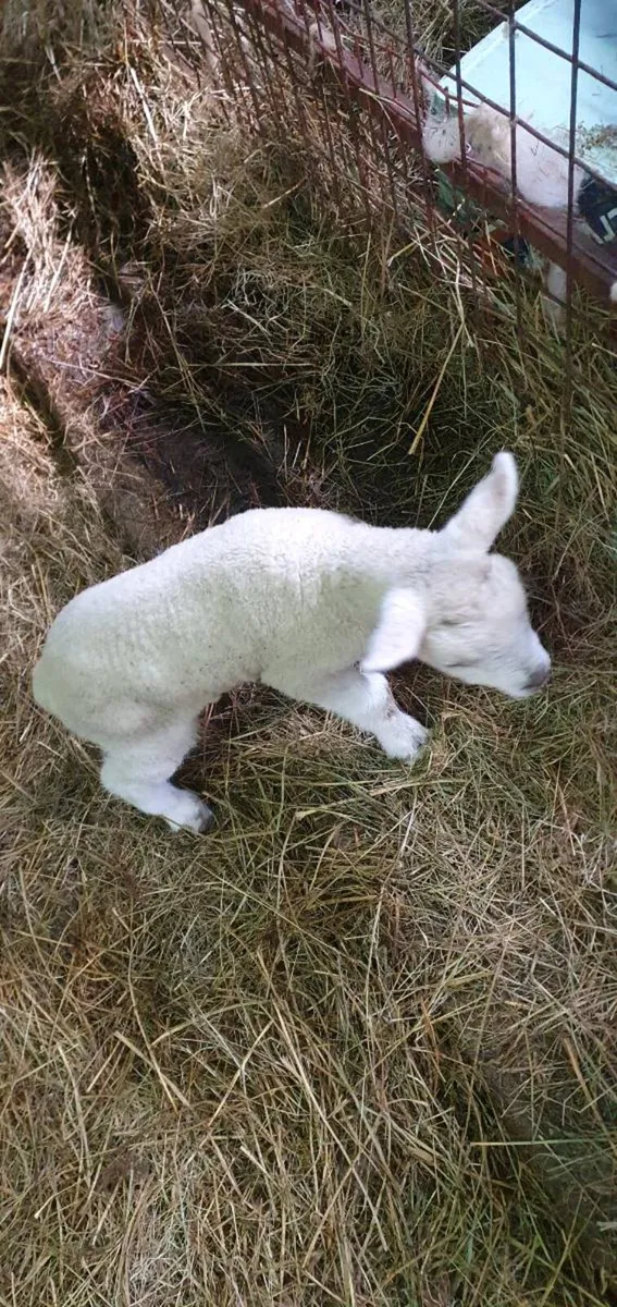 Pet lambs - Image 2
