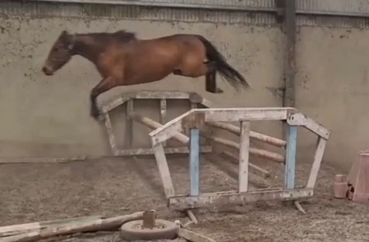 3 yr old Filly - Image 1