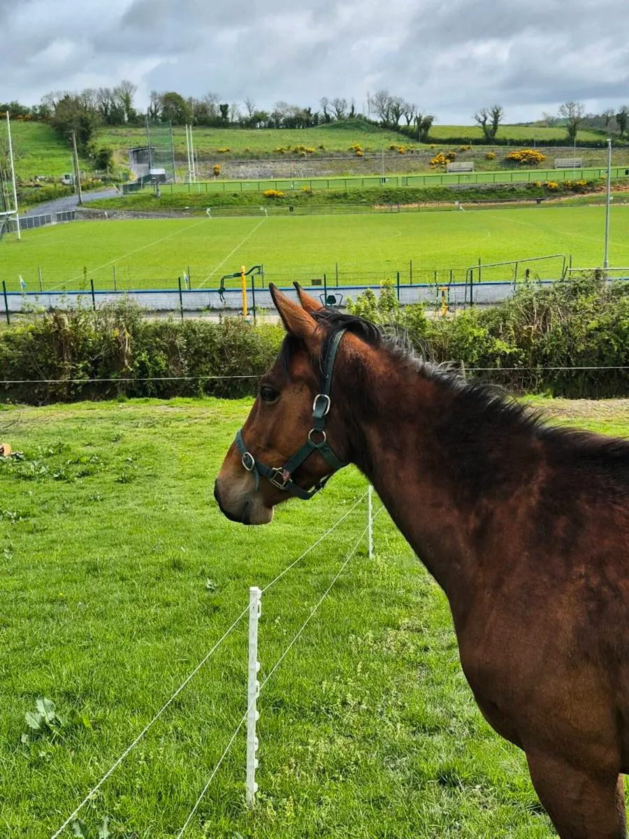 3 yr old Filly - Image 2