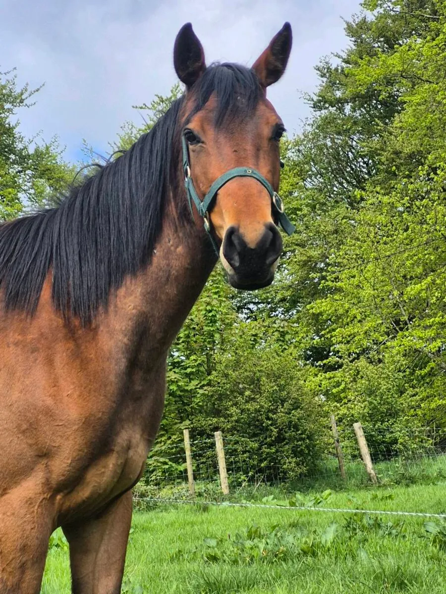 3 yr old Filly - Image 3