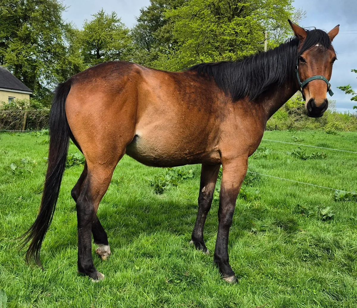 3 yr old Filly - Image 4