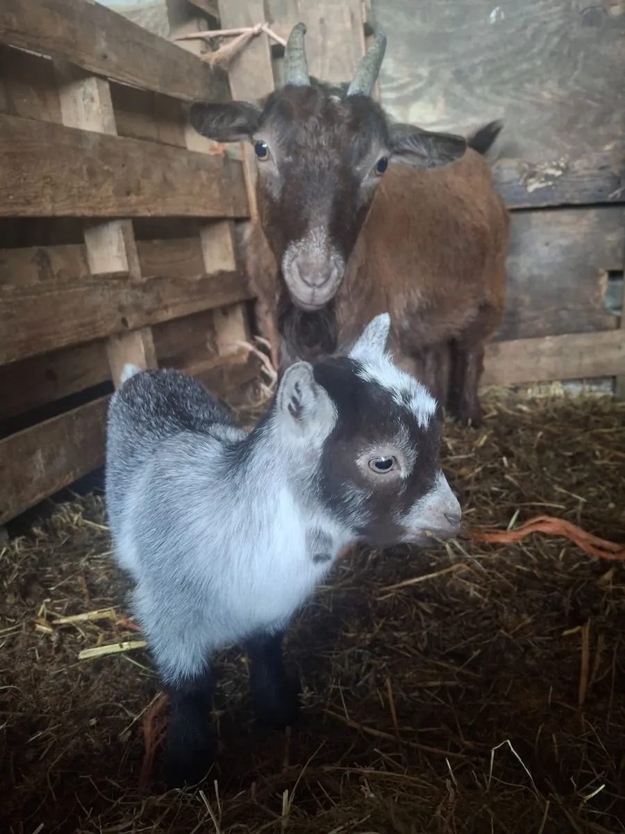 Female Pygmy with Female kid - Image 3