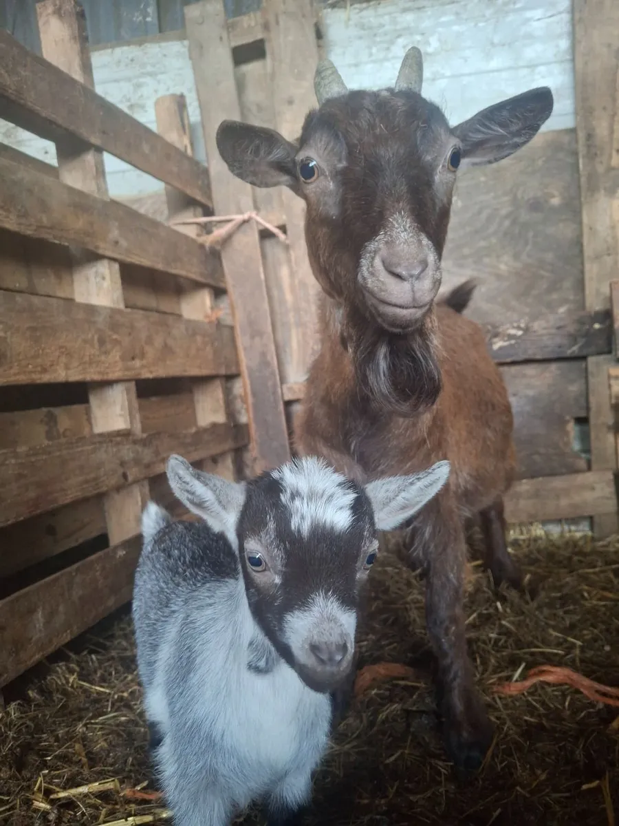 Female Pygmy with Female kid - Image 4
