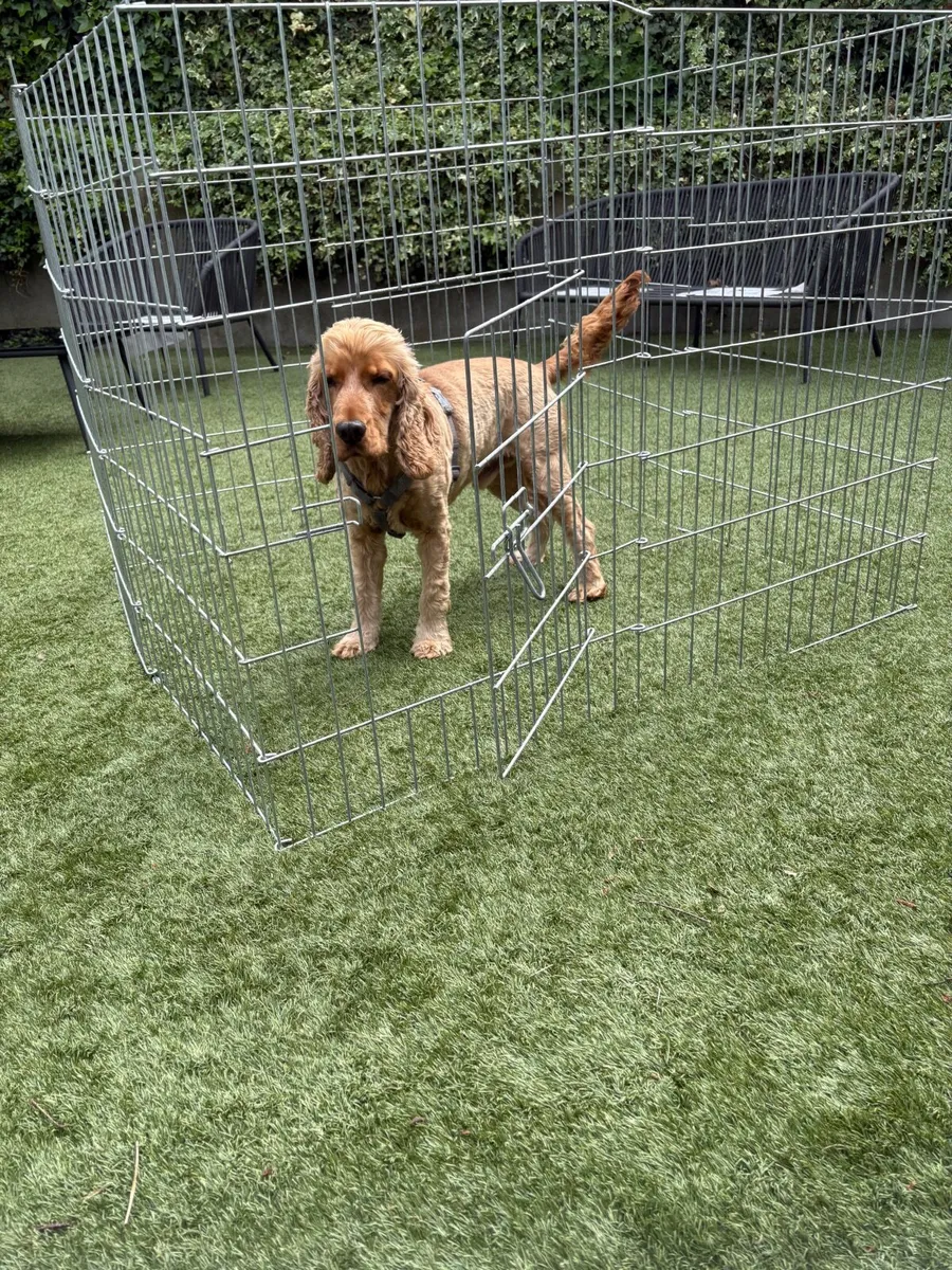 Dog pen - Image 1