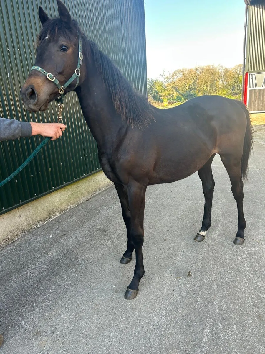Maxios yearling filly - Image 1