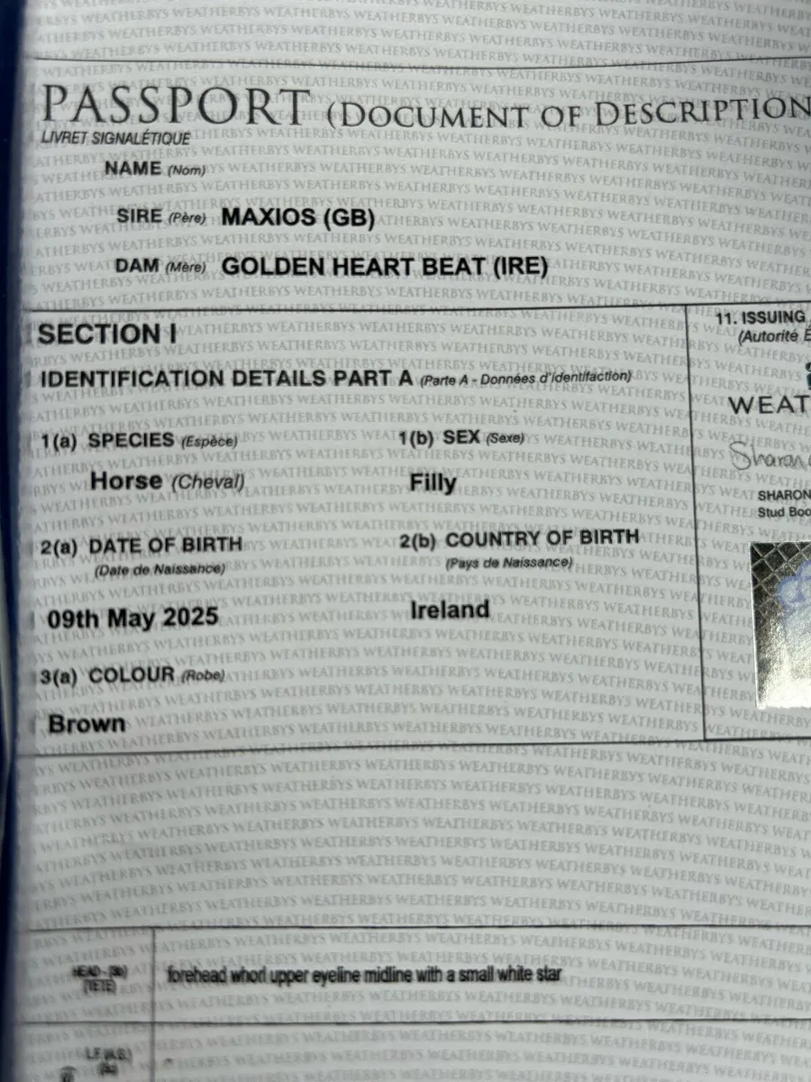 Maxios yearling filly - Image 2