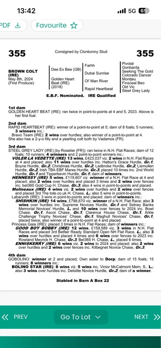 Maxios yearling filly - Image 3