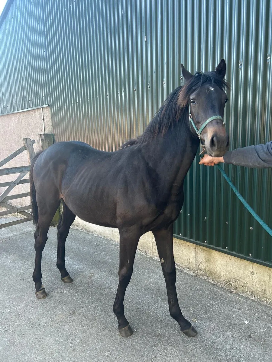 Maxios yearling filly - Image 4