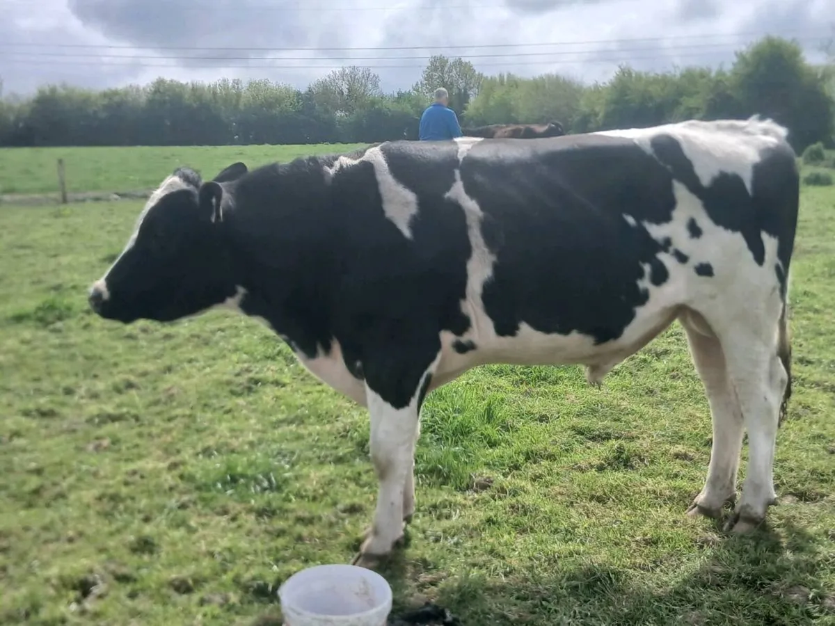 High Ebi Friesian bull - Image 1