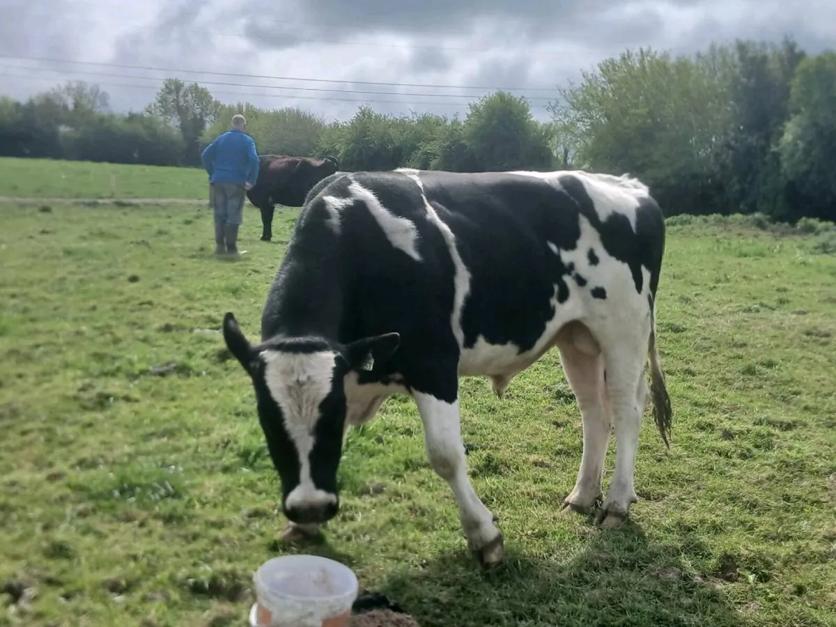 High Ebi Friesian bull - Image 2