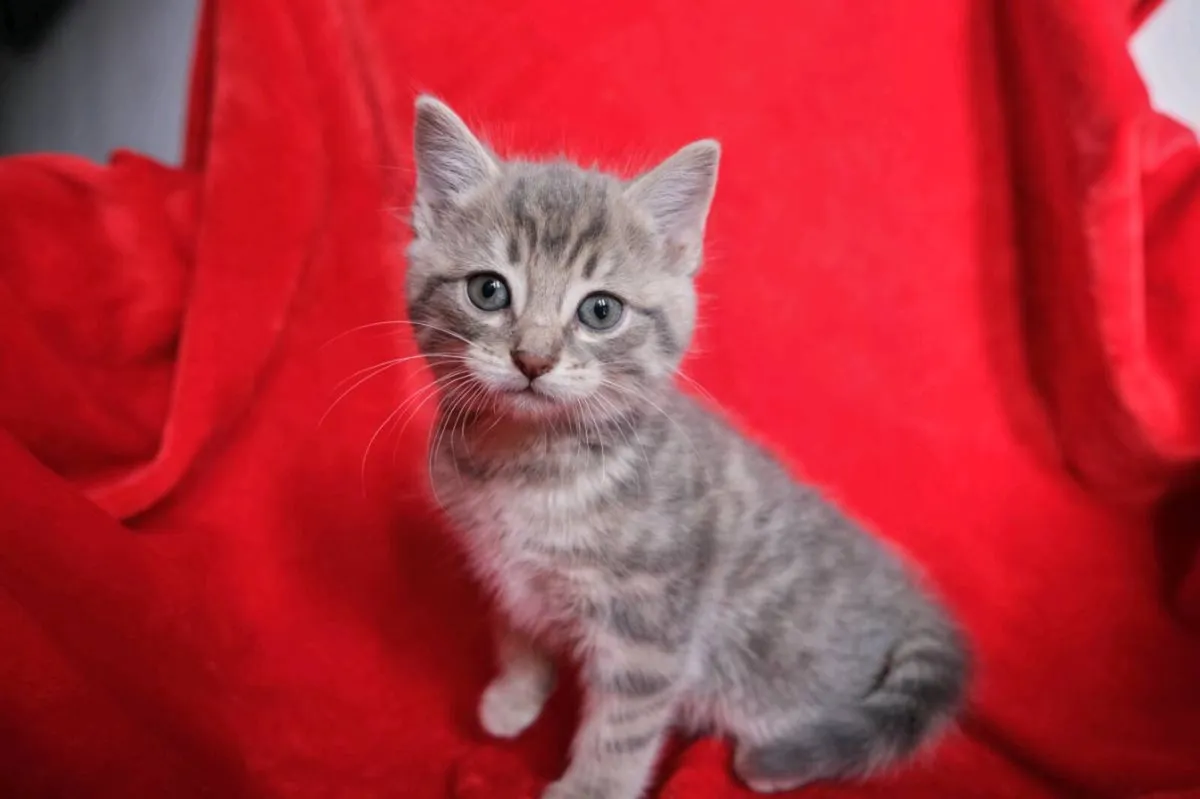 Kittens - Image 1