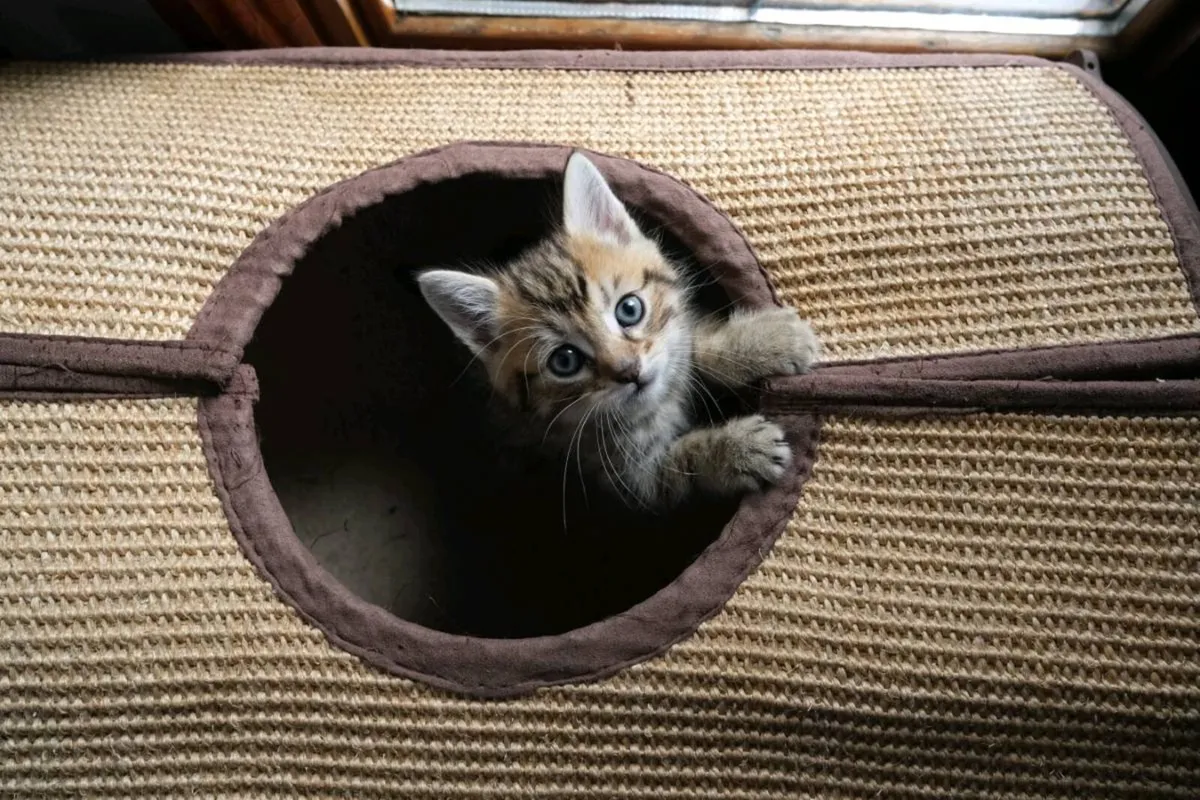 Kittens - Image 2