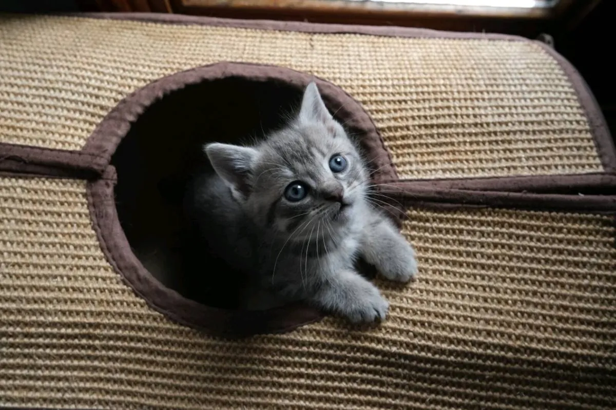 Kittens - Image 3