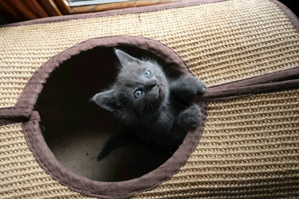 Kittens - Image 4