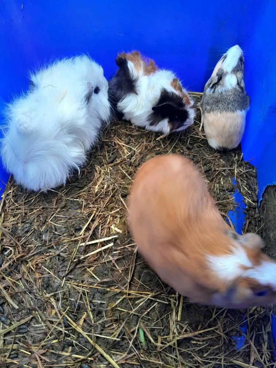 Guinea Pigs