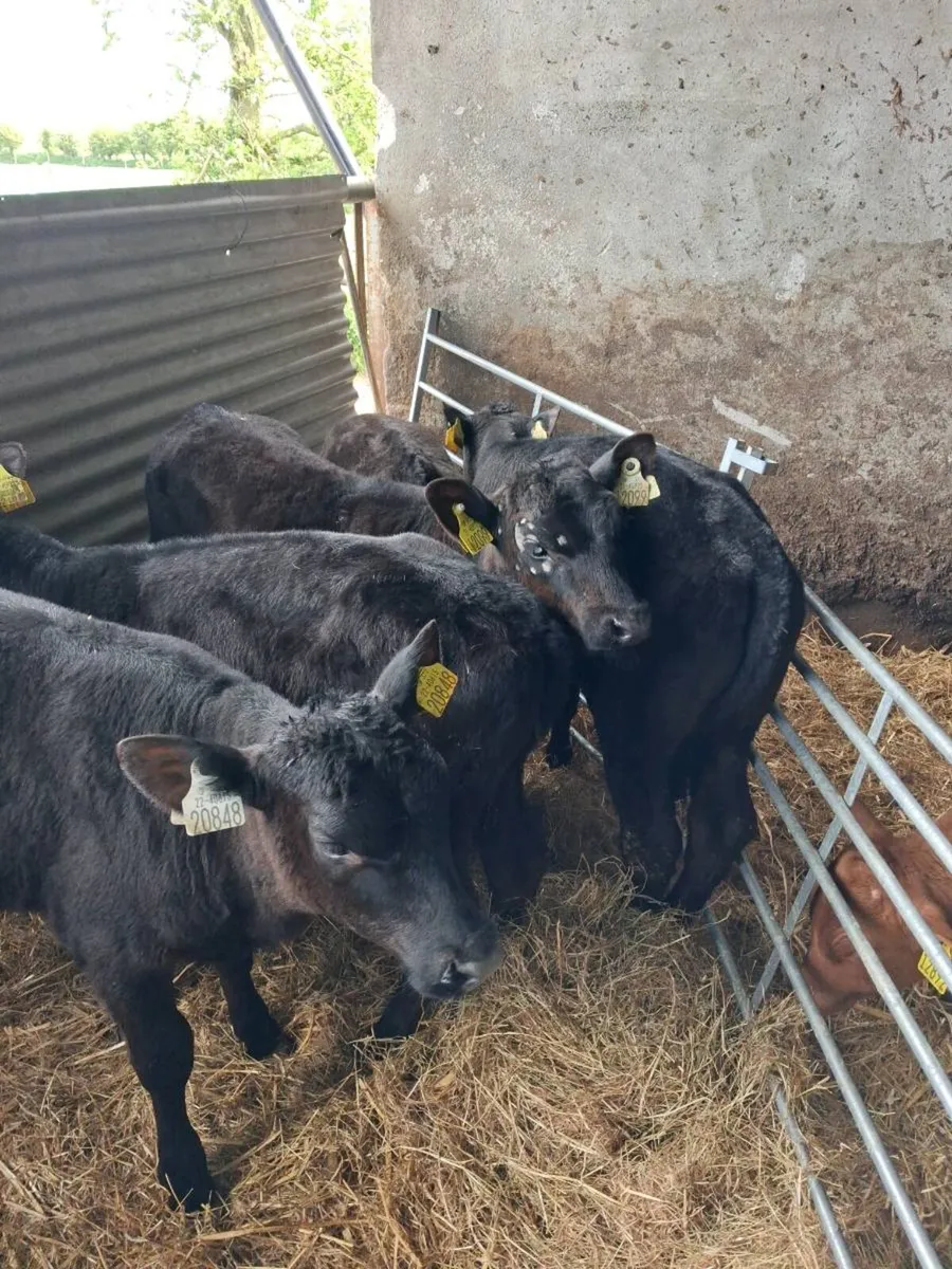CALVES AAX, HEX BBX HEIFERS  AND BULLS - Image 3
